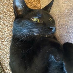 Meet your Posher, Allison